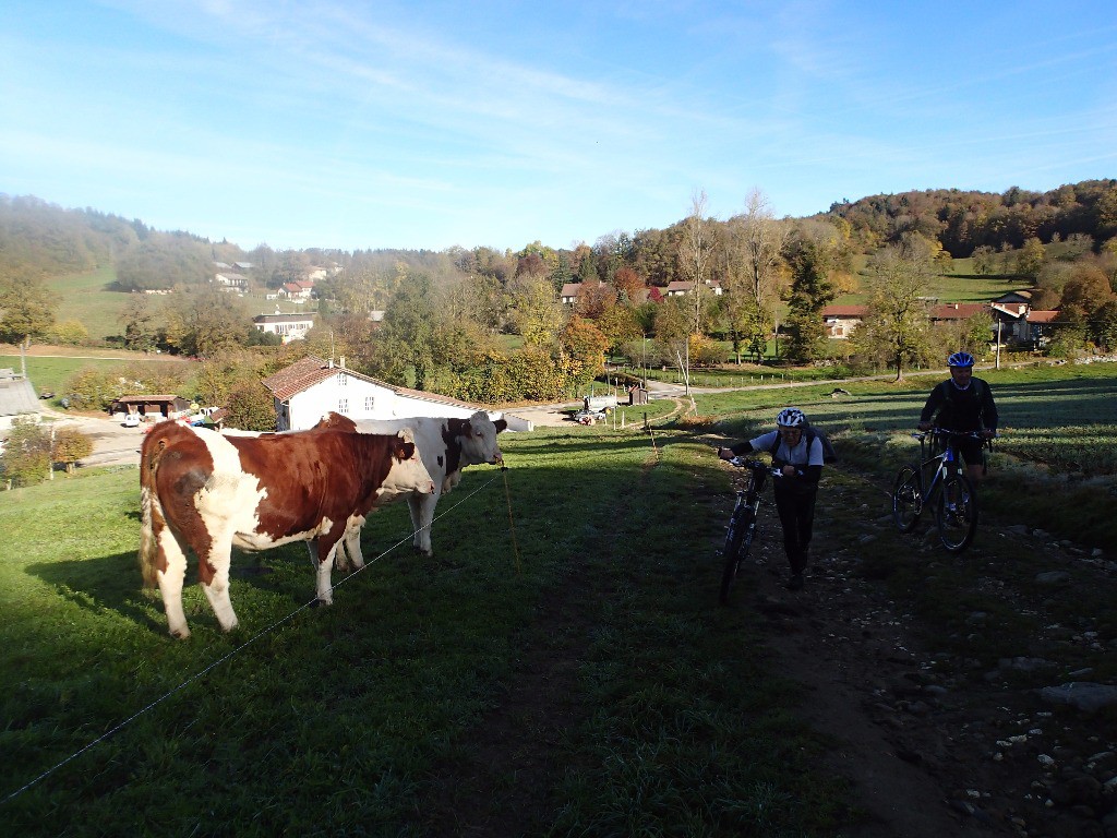 Les vaches regardent passer les vélos !