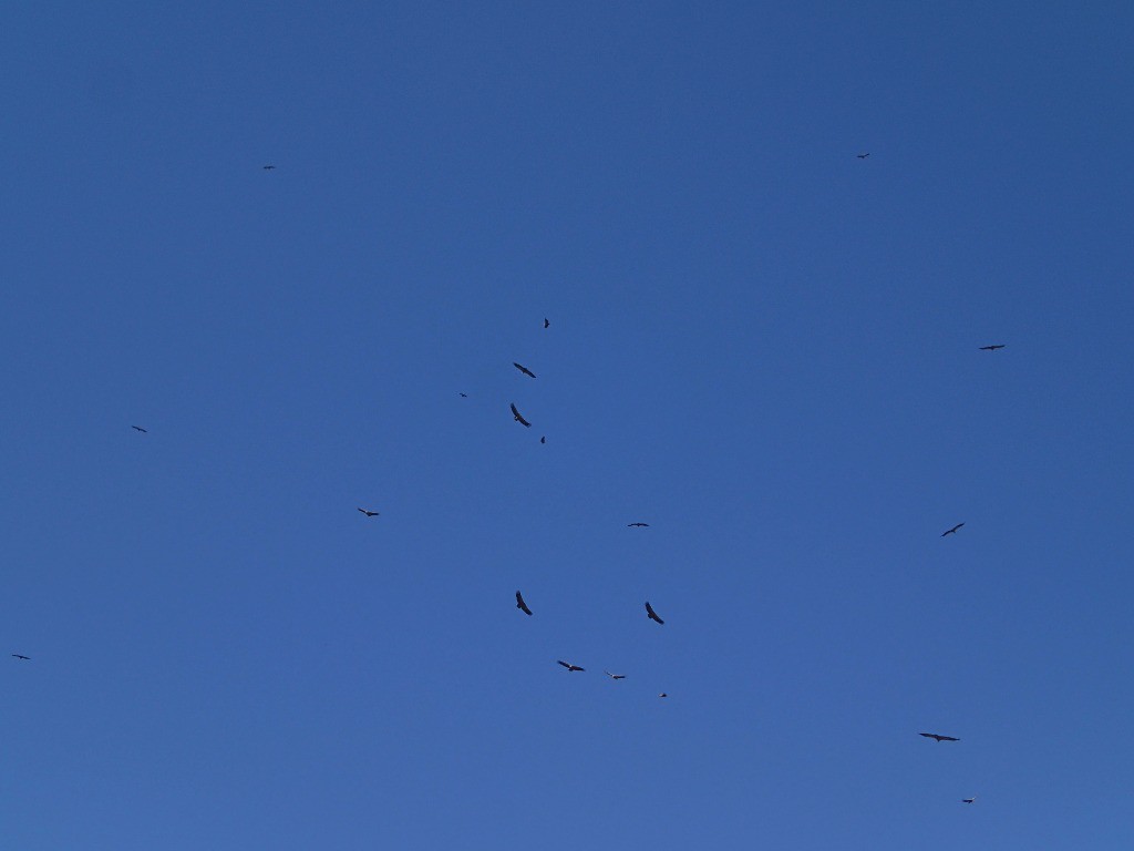 On n'a pas vu de parapentes mais les vautours tiennent le ciel !