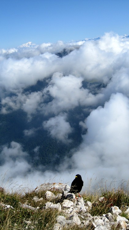 Mont Blanc : Pas belle la vie d'oiseau ?