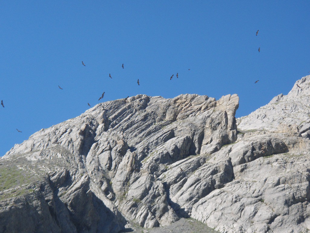 Dans la remontée à Plan Lachat, surprise plus d'une 50aine de vautours !