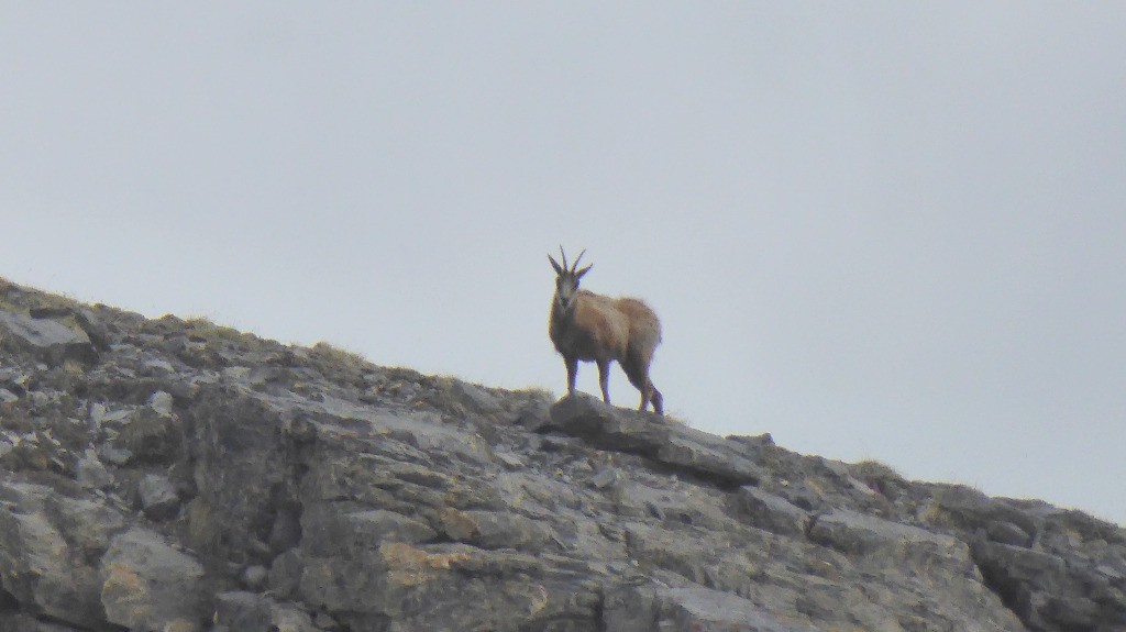 Chamois tranquille