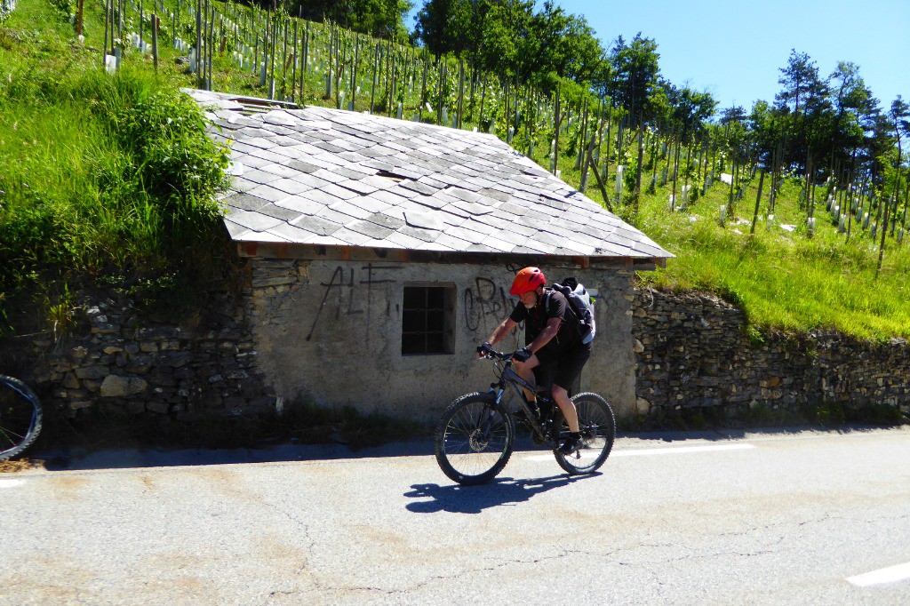 Ici les vignes gagnent du terrain!