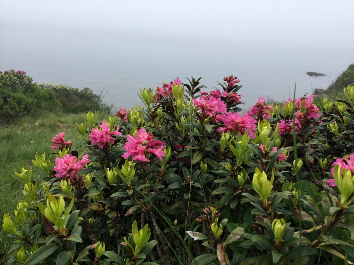 #7 rhododendron rhododendron