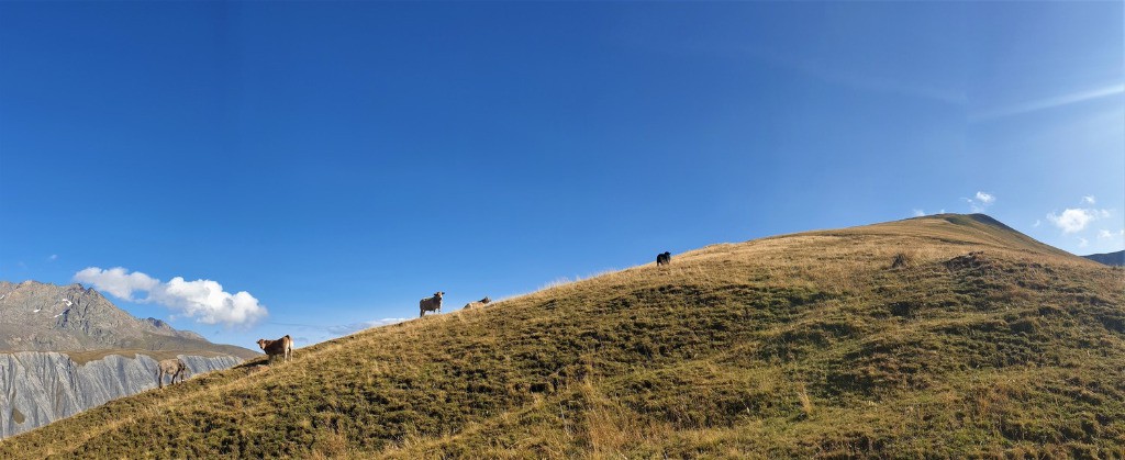 Montée vers la Tête du Vallon à travers les alpages