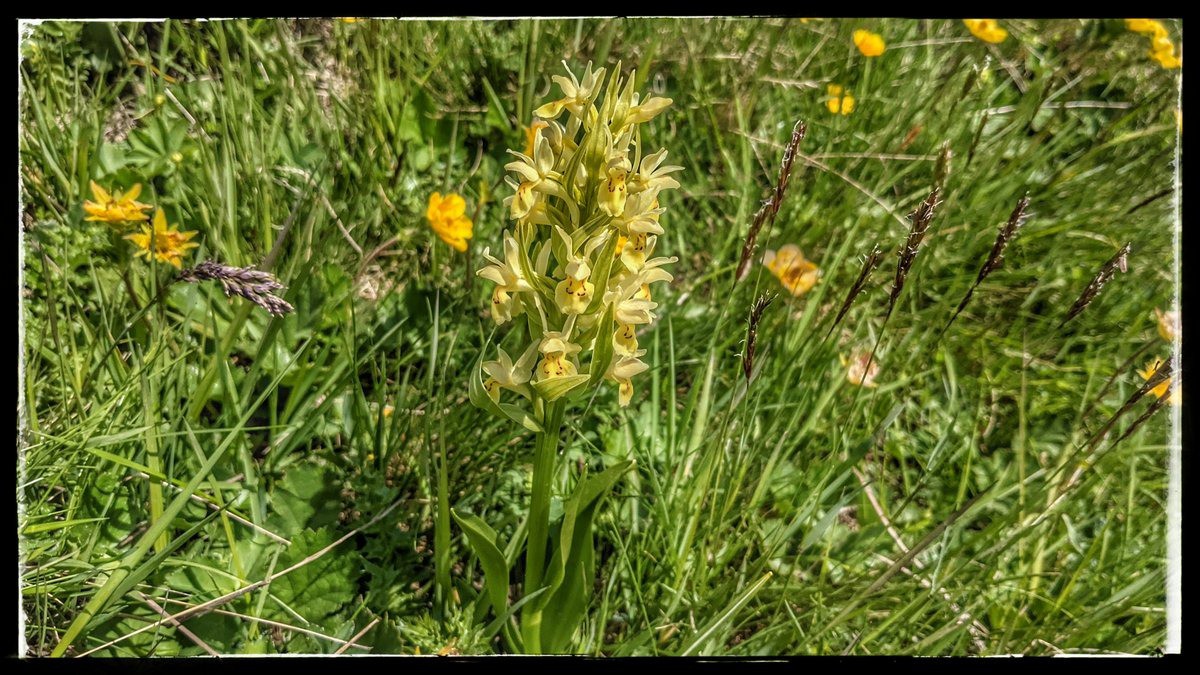 #9 dactylorhiza insularis dactylorhiza insularis