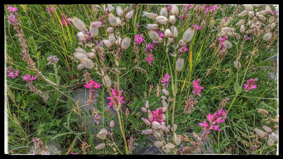 #12 mille fleurs mille fleurs