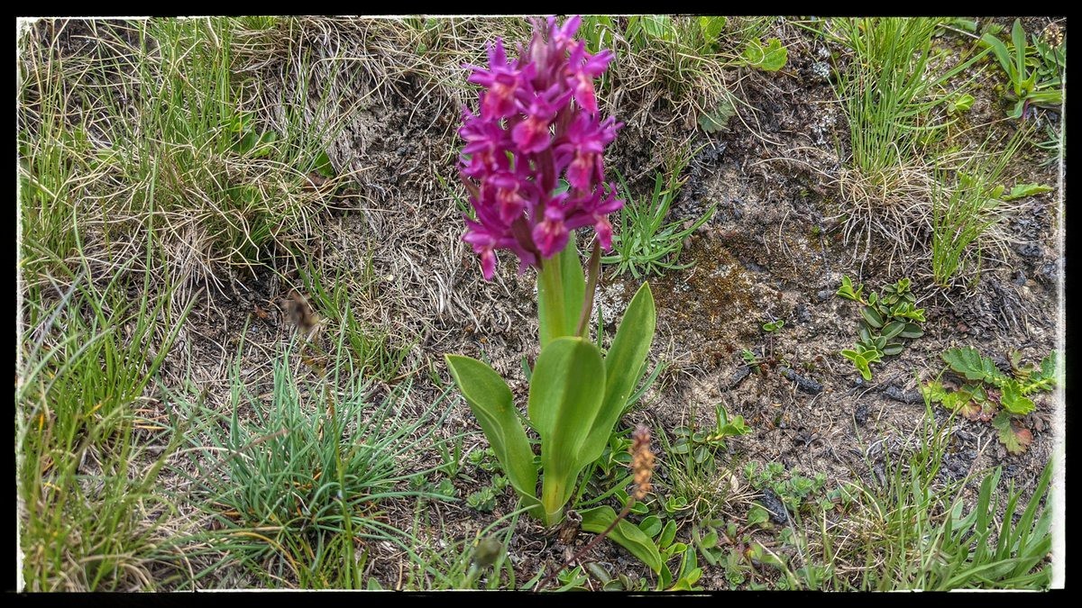 #8 orchis surreau orchis surreau