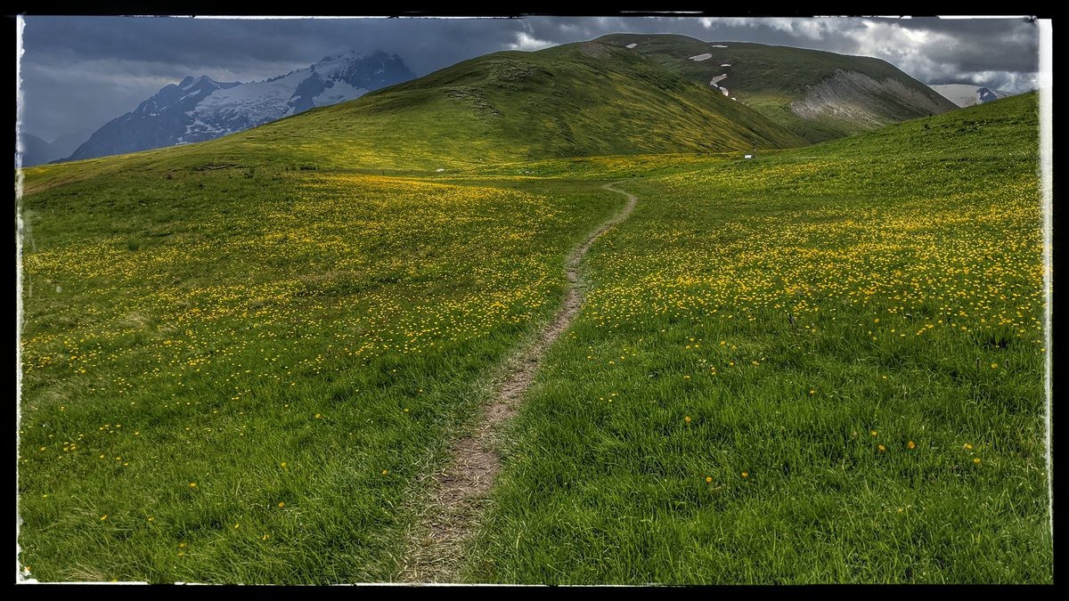 #17 parterre de petites fleurs parterre de petites fleurs