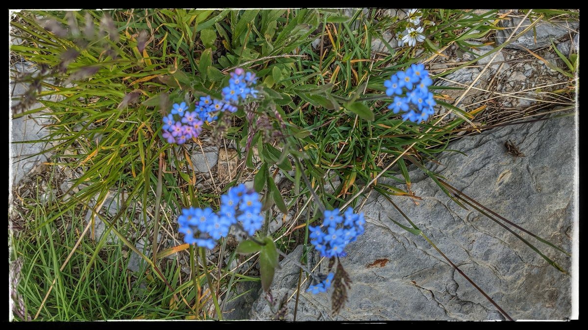 #19 myosotis myosotis