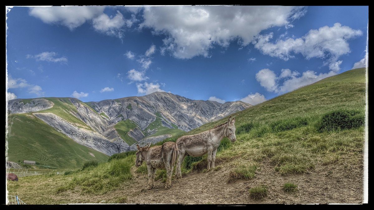 #14 Ces ânes peints sous le Pic :) Ces ânes peints sous le Pic :)