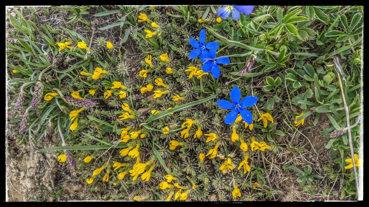 #3 gentiane de printemps gentiane de printemps