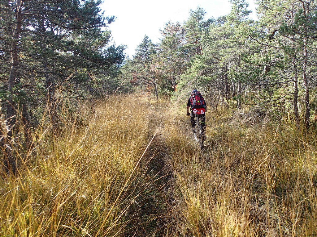 Direction Clelles au milieu de hautes herbes...