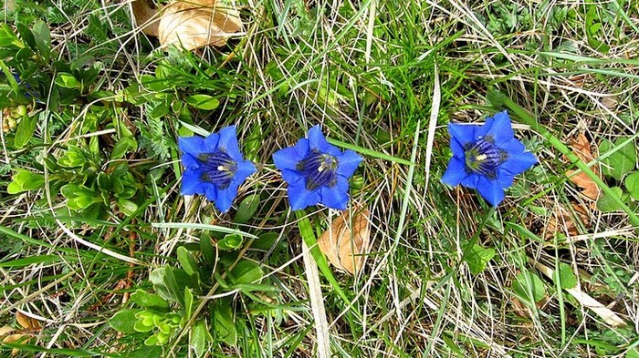 #6 Gentianes : Il y en avait de partout ce w-end ! Gentianes : Il y en avait de partout ce w-end !