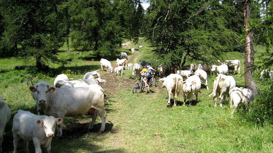 Plateau d'Oréac : et ses vaches menaçantes