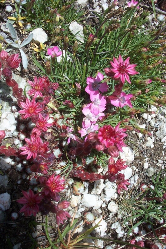 Fleurs des Alpes : Mic'hel au secours (ou tout autre ourien aux compétences botaniques) : C'est quoi le nom de la fleur présente sur cette image ?

P.S : Pas la silène (rose clair et 5 pétales), mais l'autre du genre plante grasse... ?