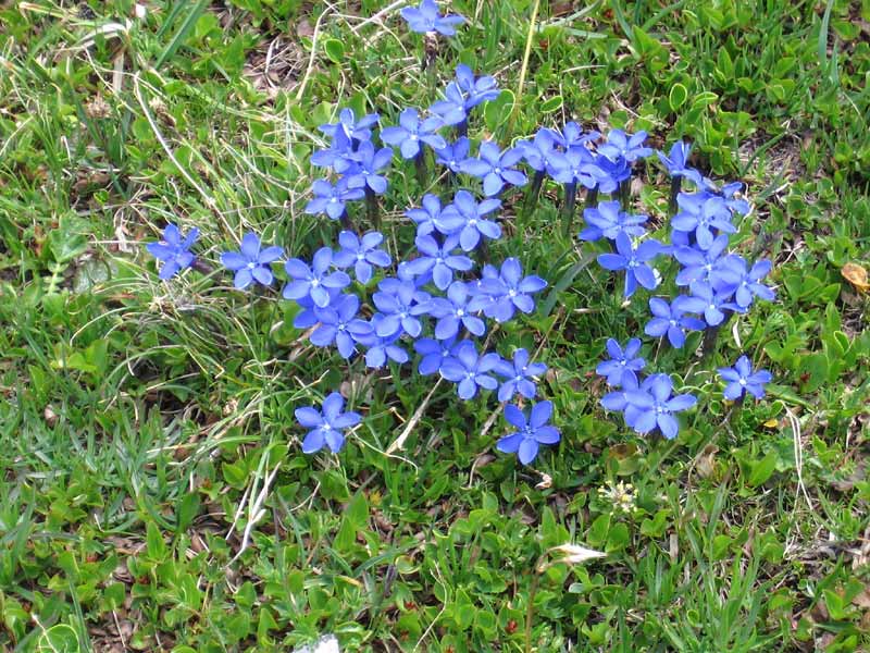 Fleurs endémiques : Gentianes de Bavière