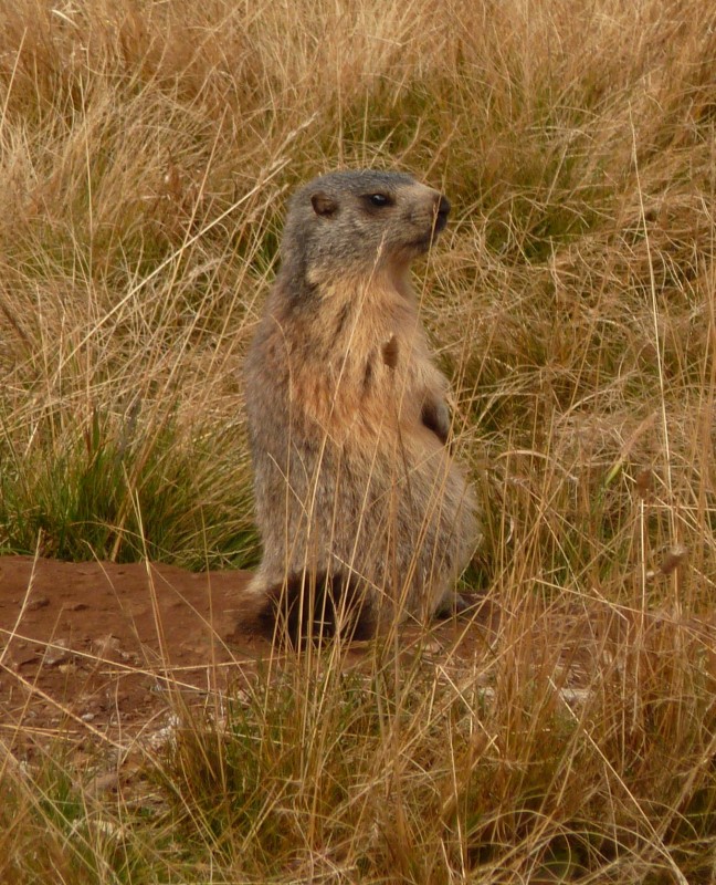 Fourchu : Marmotte engraissée prête à passer l'hiver