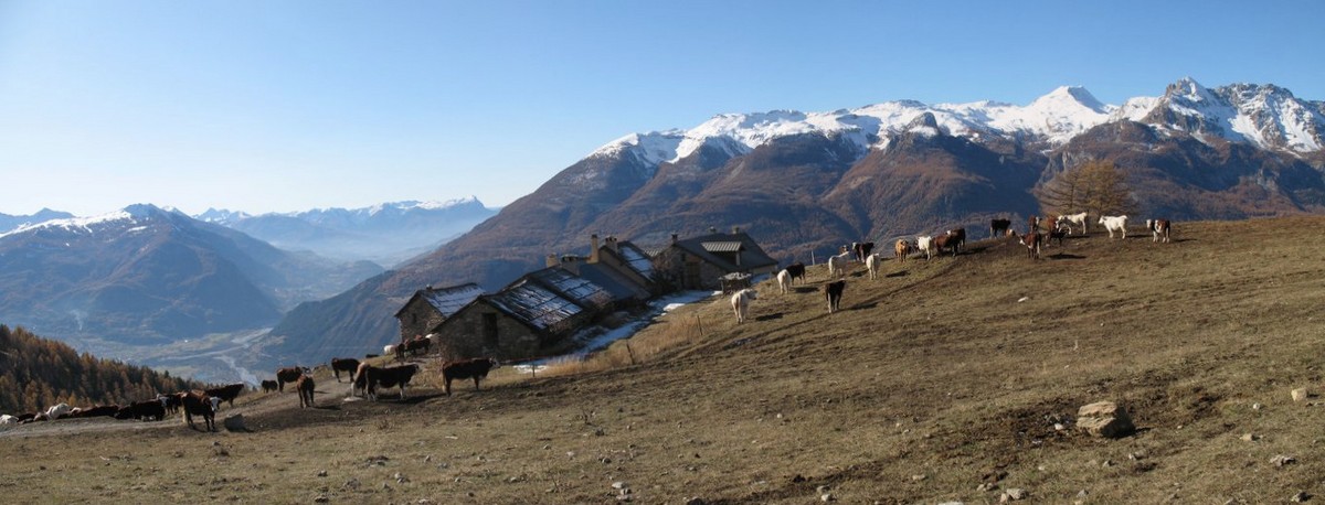 Moussière : vaches profitant de leurs derniers jours en alpage avant les neiges