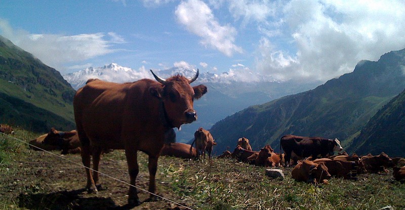#3 Usine à Beaufort : Loin derrière, la Vanoise toute blanche Usine à Beaufort : Loin derrière, la Vanoise toute blanche