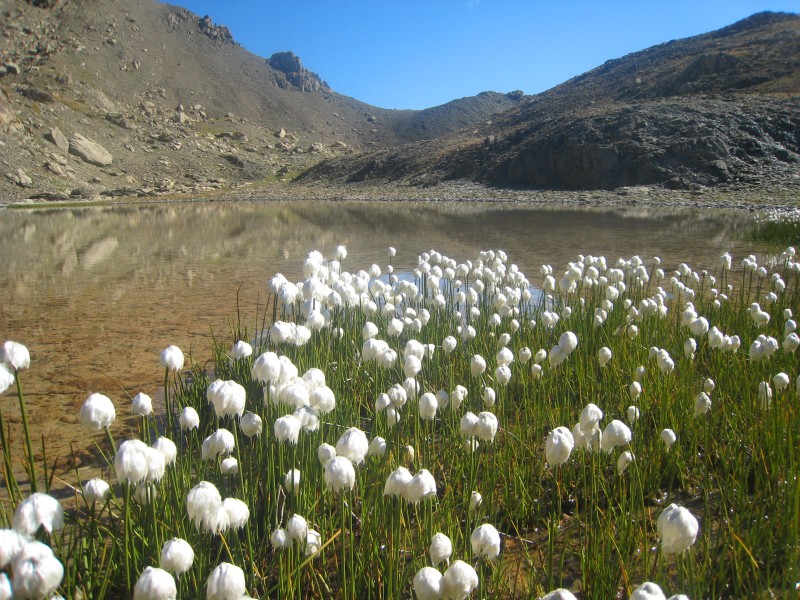 lago delle Finestra (bis) : Magnifique. Quel est le nom de ces fleurs ?