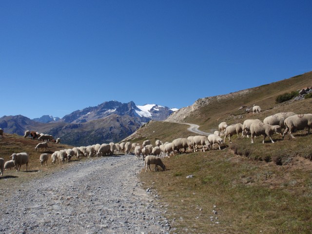 les moutons profitent : dans quelques jours retour en plaine