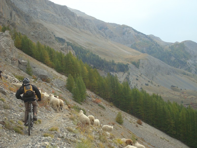 Chemin du Roy : Atelier esquive de moutons (et rencontre avec un sympathique berger).