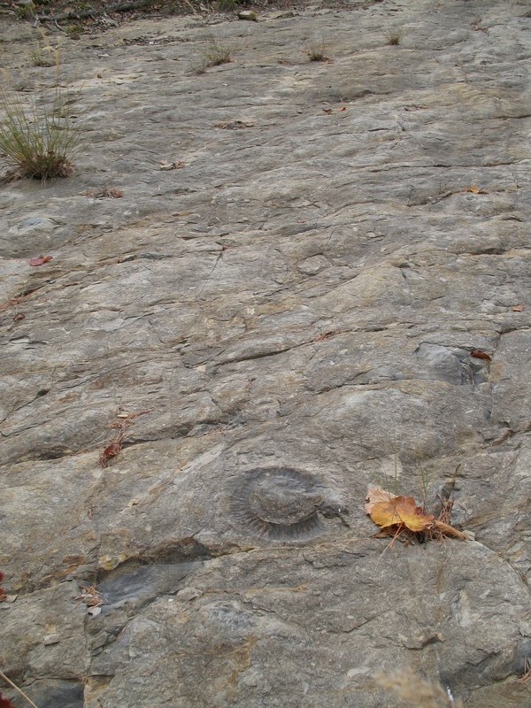dalle à l'ammonite : sentier dangereux : escargot au bord du chemin :)