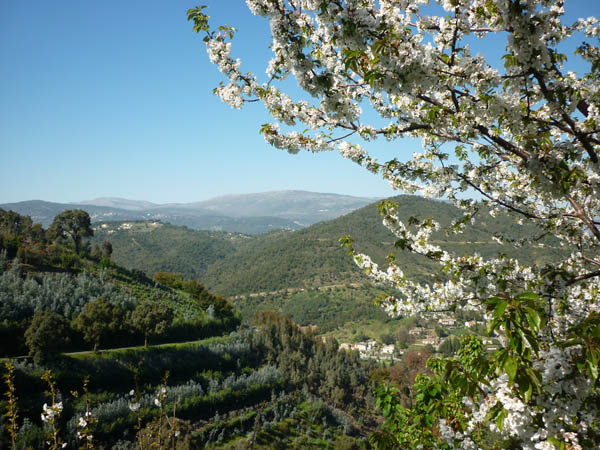 Cerisier sur fond de Peygros : J'adore le printemps.