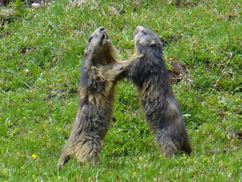 Pause Animalière : Les marmottes ...
