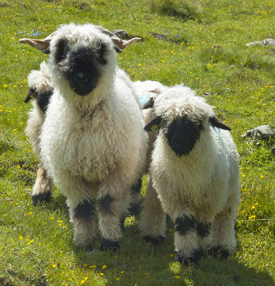 Haut vallon de Réchy : Les curieux moutons valaisans