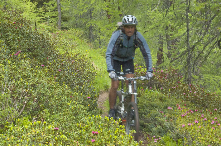 Val d'Herens : Descente au milieu des rhododendrons entre les alpages de Lovegno et le col de Cou