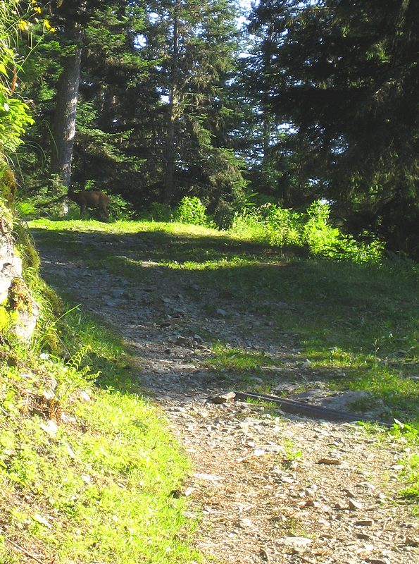 #2 Cerf : Je sais, on ne voit pas bien ;o) Cerf : Je sais, on ne voit pas bien ;o)