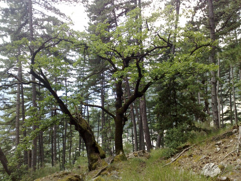 Ambiance Tolkien : Juste après la MF la Grossière, cet arbre marque la reprise des épingles.