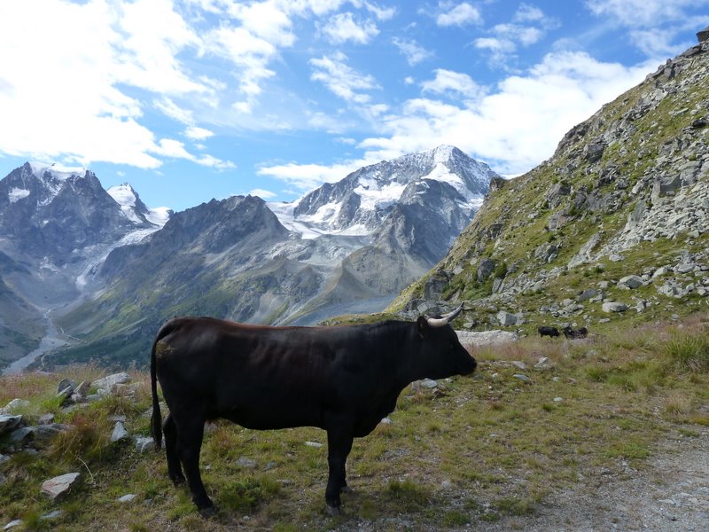 Hérens : Vache d'Hérens et Val d'Hérens