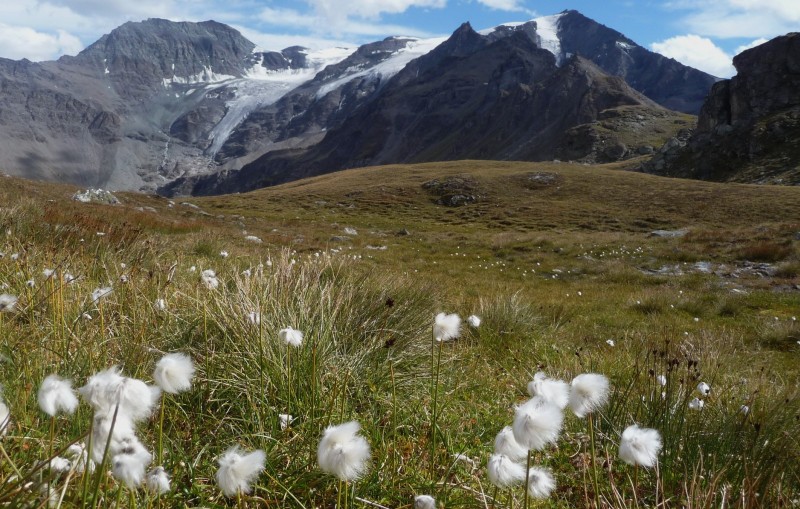 pointe de vouasson : linaigrettes et pelouses alpines aux teintes déjà presque automnales