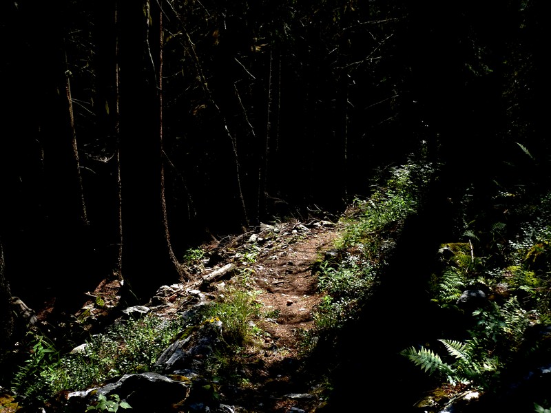 Bois des Cabanes : Une sapinière, c'est avant tout un jeu d'ombres et de lumières