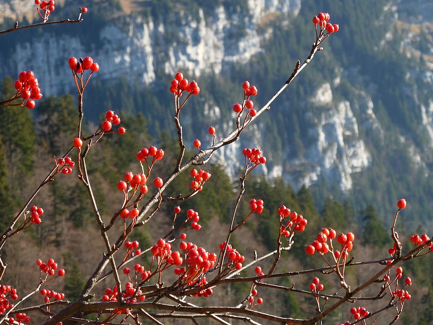 #5 Sorbier : Garde-manger Sorbier : Garde-manger