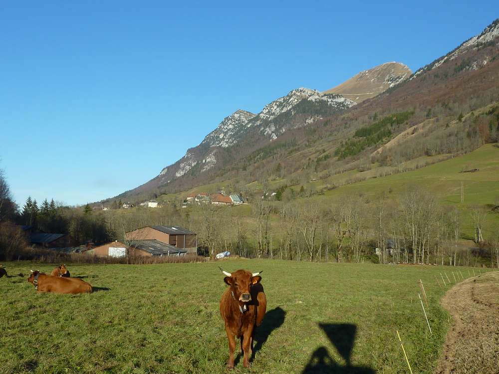 Clin d'Oeil Fernandel : La vache et le Colombier
