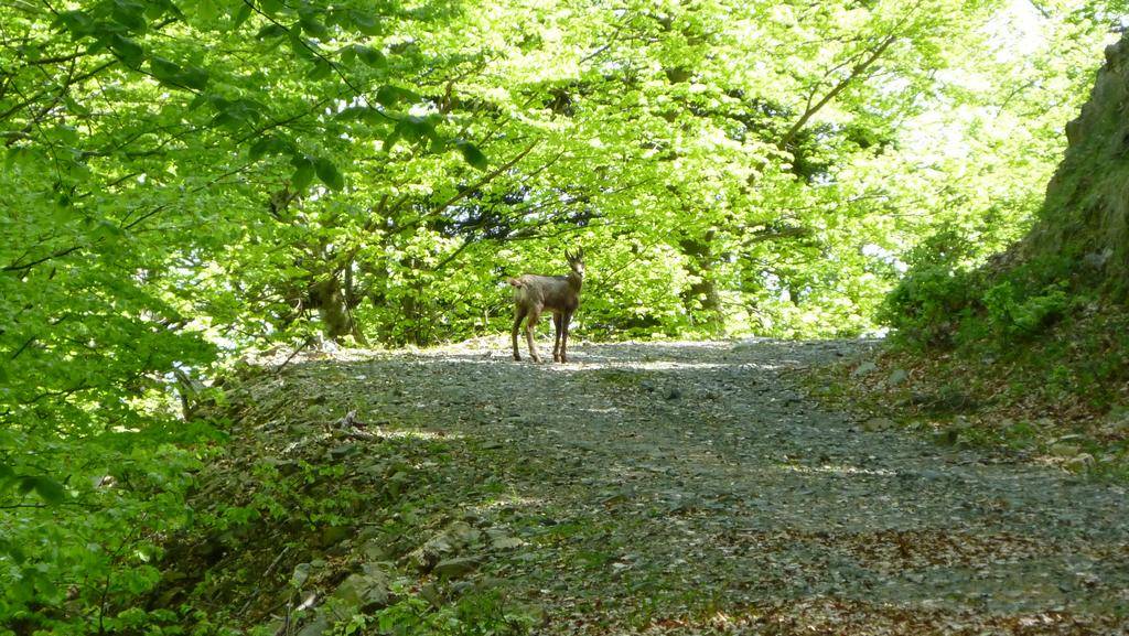 Un autre randonneur : Toujours dans le bois du Merle