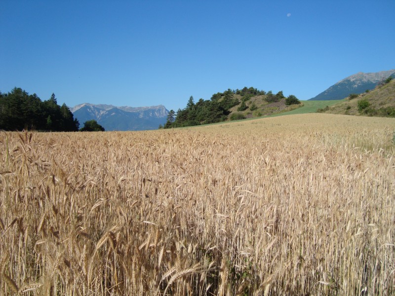 l'Orel : départ du lac de Siguret: les blés sont bientôt murs.
