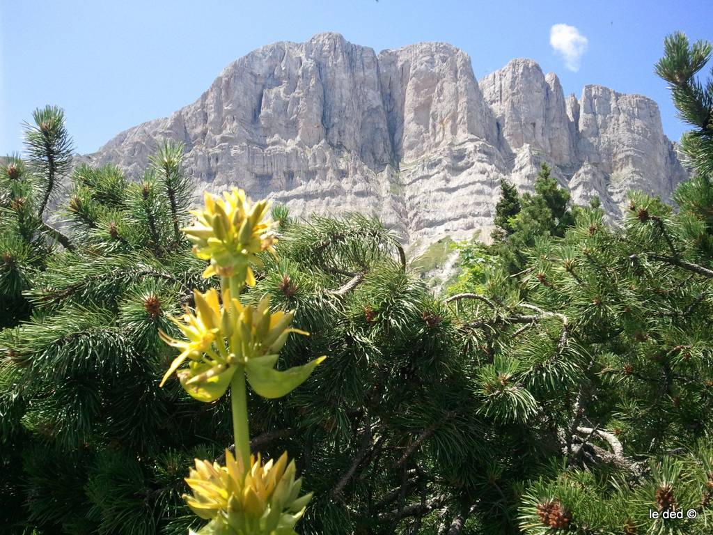 #4 le Grand Veymont : avec la fleur ... le Grand Veymont : avec la fleur ...
