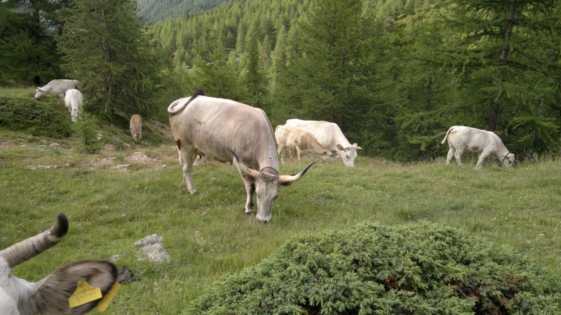 Vaches italiennes : Avec des cornes en forme de guidon de vélo ?