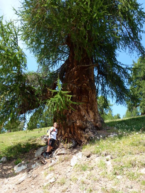 Balavaux : Les plus gros mélèzes d'Europe (3.20 m de diamètre et 800 ans)