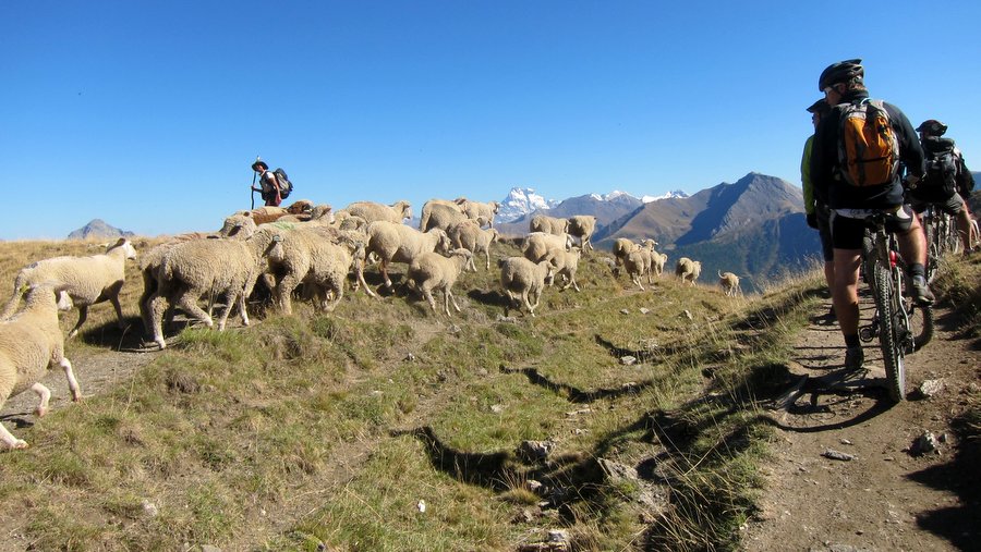 De nouveau la bergère : Les chiens sont à la commande pour repousser les moutons en amont et que ne nous coupions pas le troupeau en 2. Cela laisse du temps à certains d'admirer la... nature :-D