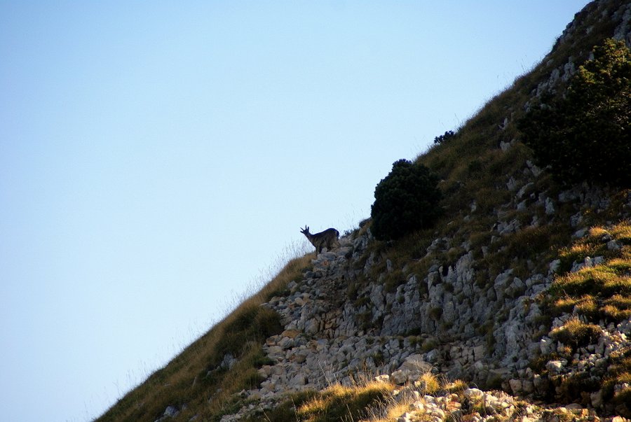 #3 Jeune bouquetin : 4 ans, d Jeune bouquetin : 4 ans, d'après un monsieur qui devait savoir de quoi il parlait, vu la taille de la binoculaire qu'il trimballait