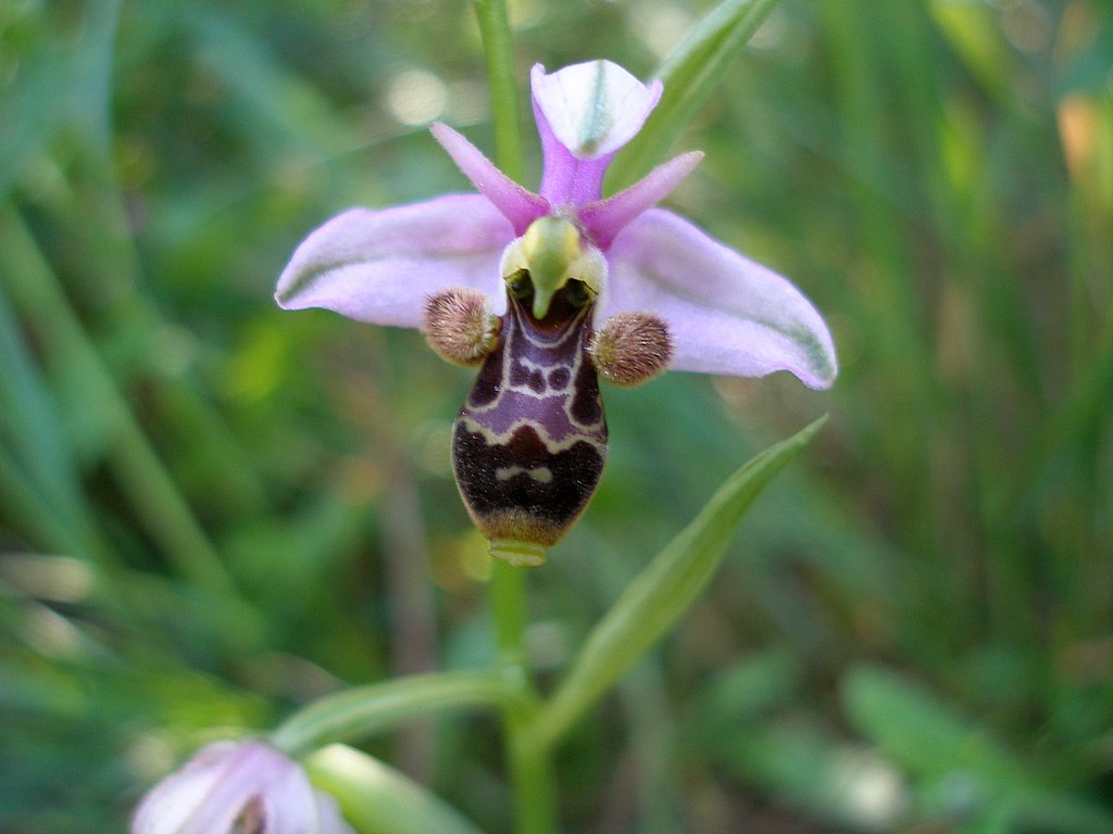 Orchidée : Richesse de la garrigue