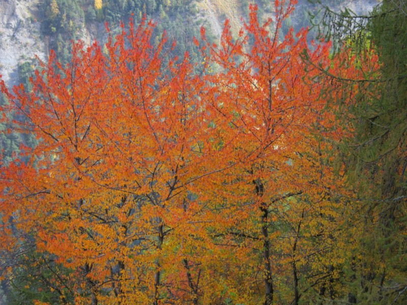 Albanette : juste au-dessus d'Albannette, tous les ans, ces arbres sont top niveau couleur!