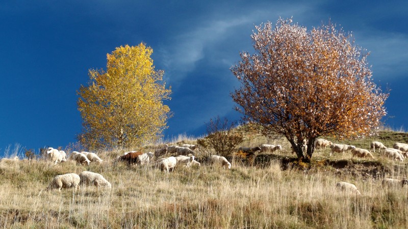 couleur d'automne : moutons