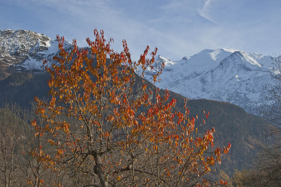 Servoz : La côte de Servoz, cerisier sur fond de Mont Blanc