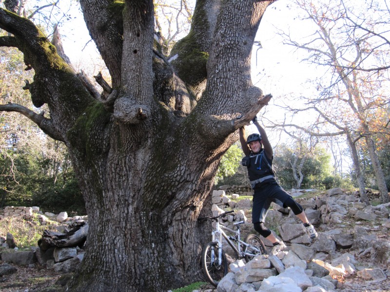 Tour du Baou : Le célèbre gros chêne du Baou de la Gaude